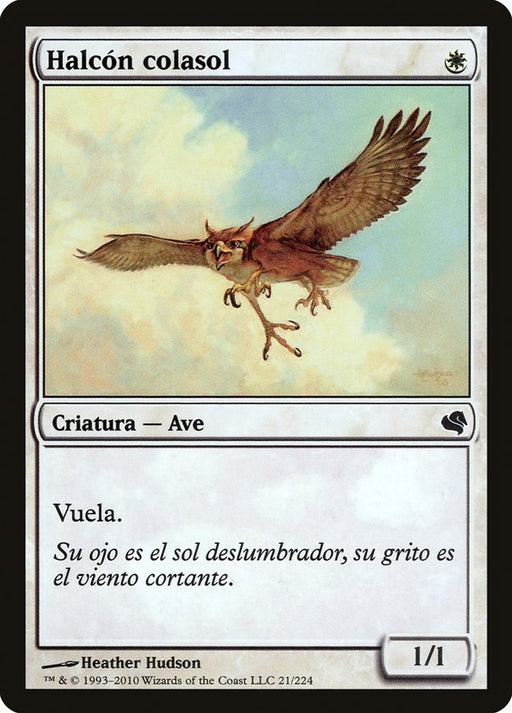 Halcón colasol - Suntail Hawk