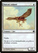 Halcón colasol - Suntail Hawk