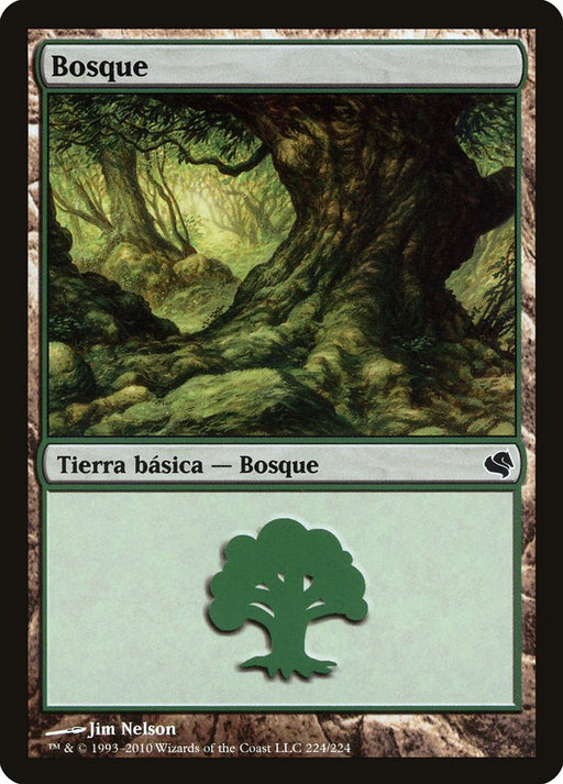 Bosque - Forest