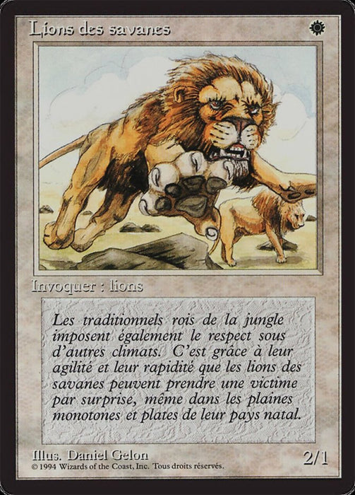 Lions des savanes - Savannah Lions