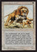 Lions des savanes - Savannah Lions