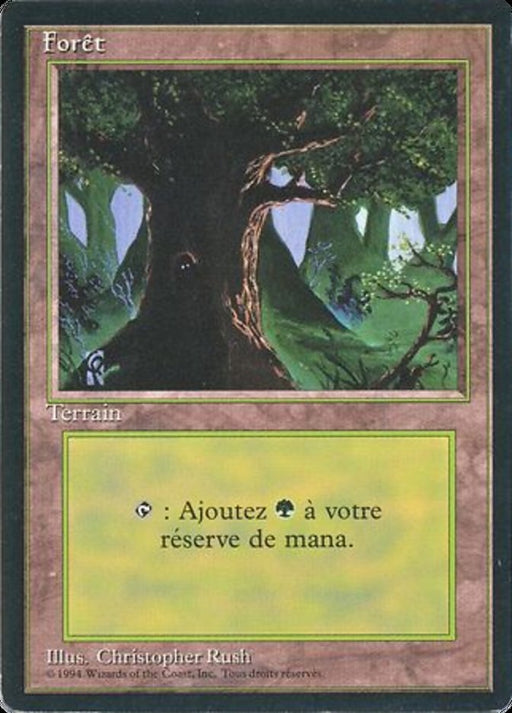 Forêt - Forest