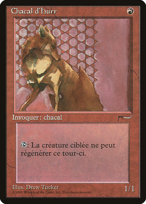 Chacal d'Hurr - Hurr Jackal