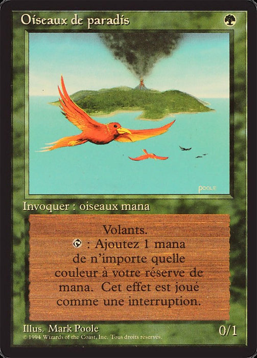 Oiseaux de paradis - Birds of Paradise