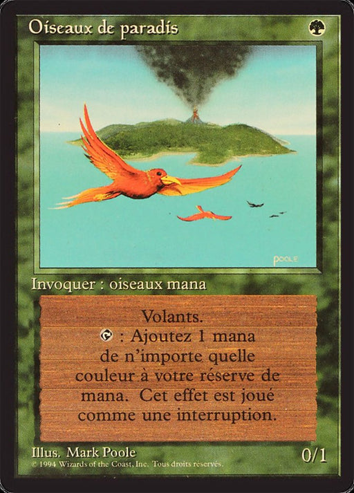 Oiseaux de paradis - Birds of Paradise