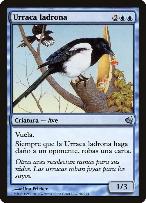 Urraca ladrona - Thieving Magpie