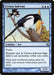 Urraca ladrona - Thieving Magpie