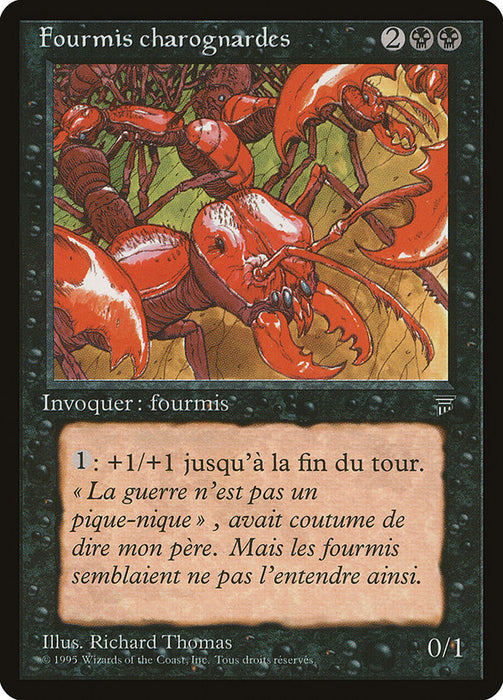 Fourmis charognardes - Carrion Ants