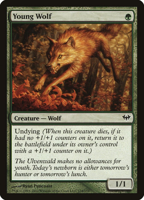 Young Wolf  (Foil)
