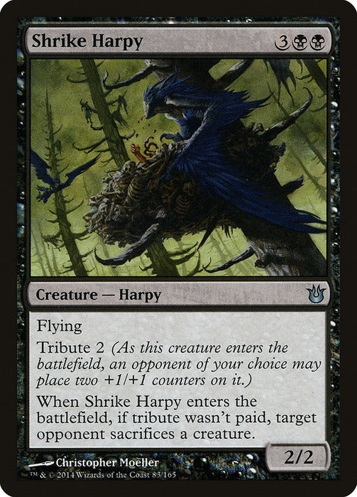 Shrike Harpy